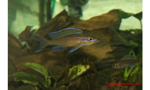 Paracyprichromis nigripinnis Blue Neon